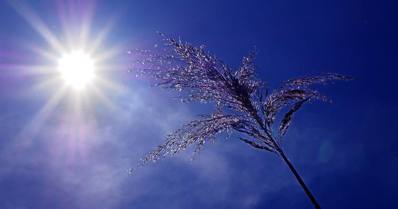 Canicule : un nouveau record de chaleur en été, et ce n'est que le début