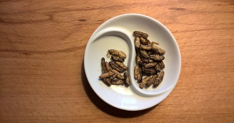 Les insectes comestibles débarquent en grande distribution