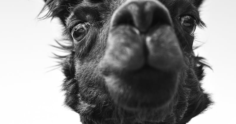 Le lien secret entre le bien-être animal et votre santé humaine